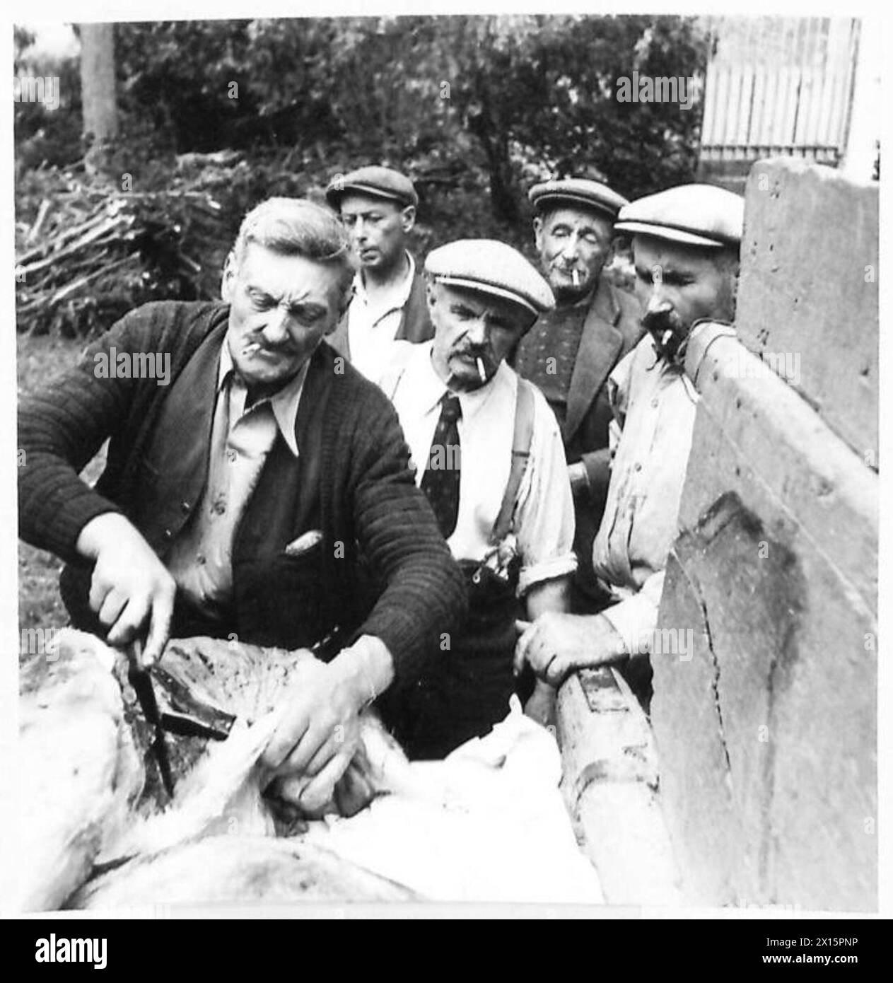 Eine französische Familie kehrt in ihr von Muscheln beschädigtes Dorf zurück und verteilt Fleisch von einer verwundeten Kuh unter den Einheimischen, das erste Fleisch, das seit Monaten verfügbar ist. Stockfoto