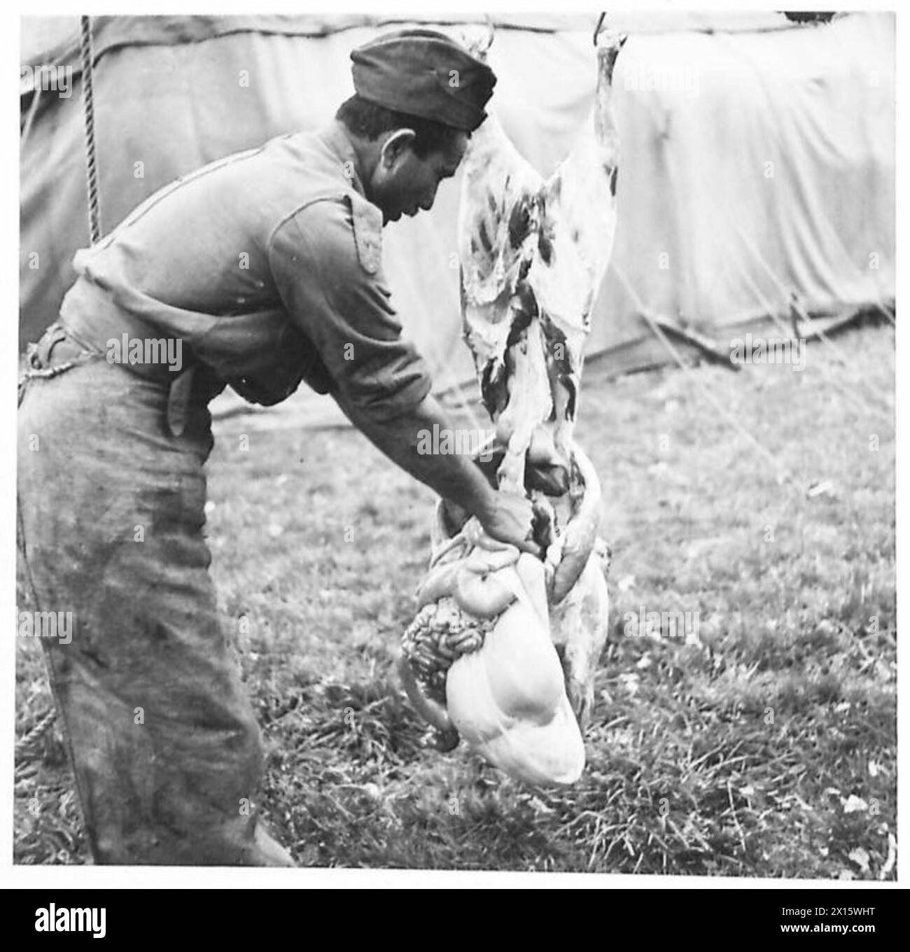 Das Personal des Royal Indian Army Service Corps entfernt Eingeweide während der Tierverarbeitung. Stockfoto