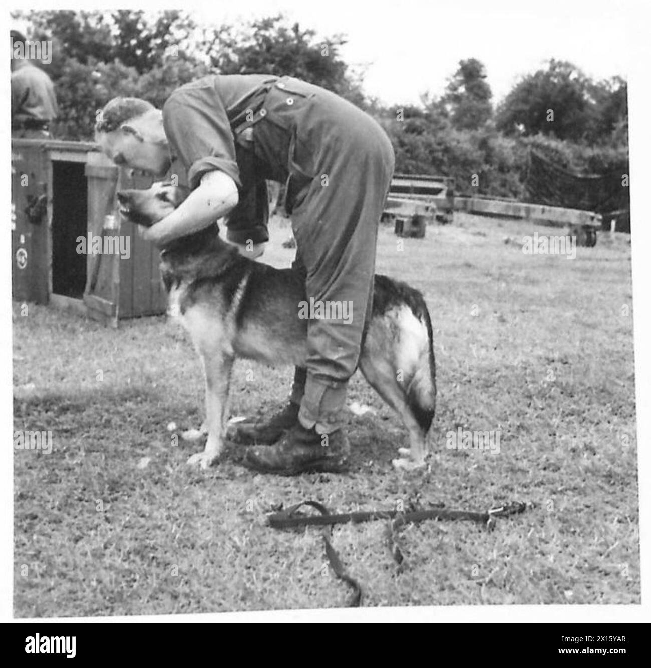 Kriegshund Dougie, ein Elsässer, wird nach einem Spaziergang während der Minenaufspürungsaufgaben bei der britischen Armee, 21. Armeegruppe, betreut. Stockfoto