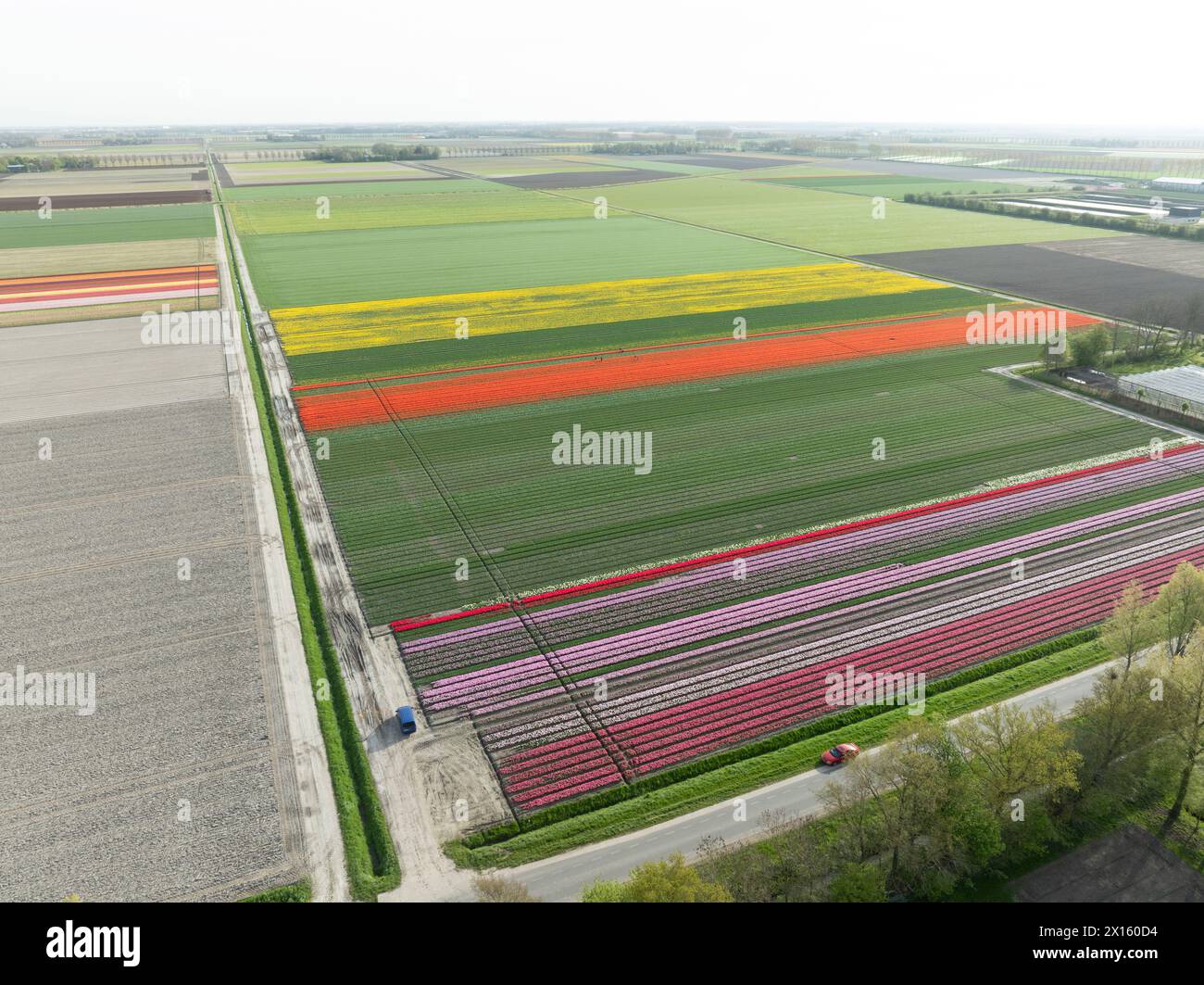 Aus der Vogelperspektive auf eine wunderschöne Landschaft voller farbenfroher Tulpen. Stockfoto