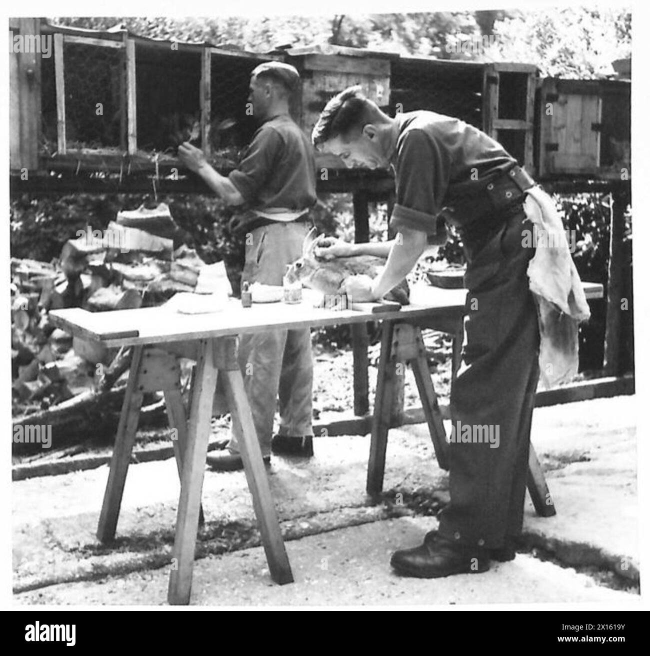 Soldatengärtner versorgen Kaninchen im Rahmen der Pflege und Wartung in einer Einrichtung der britischen Armee mit medizinischer Behandlung. Stockfoto