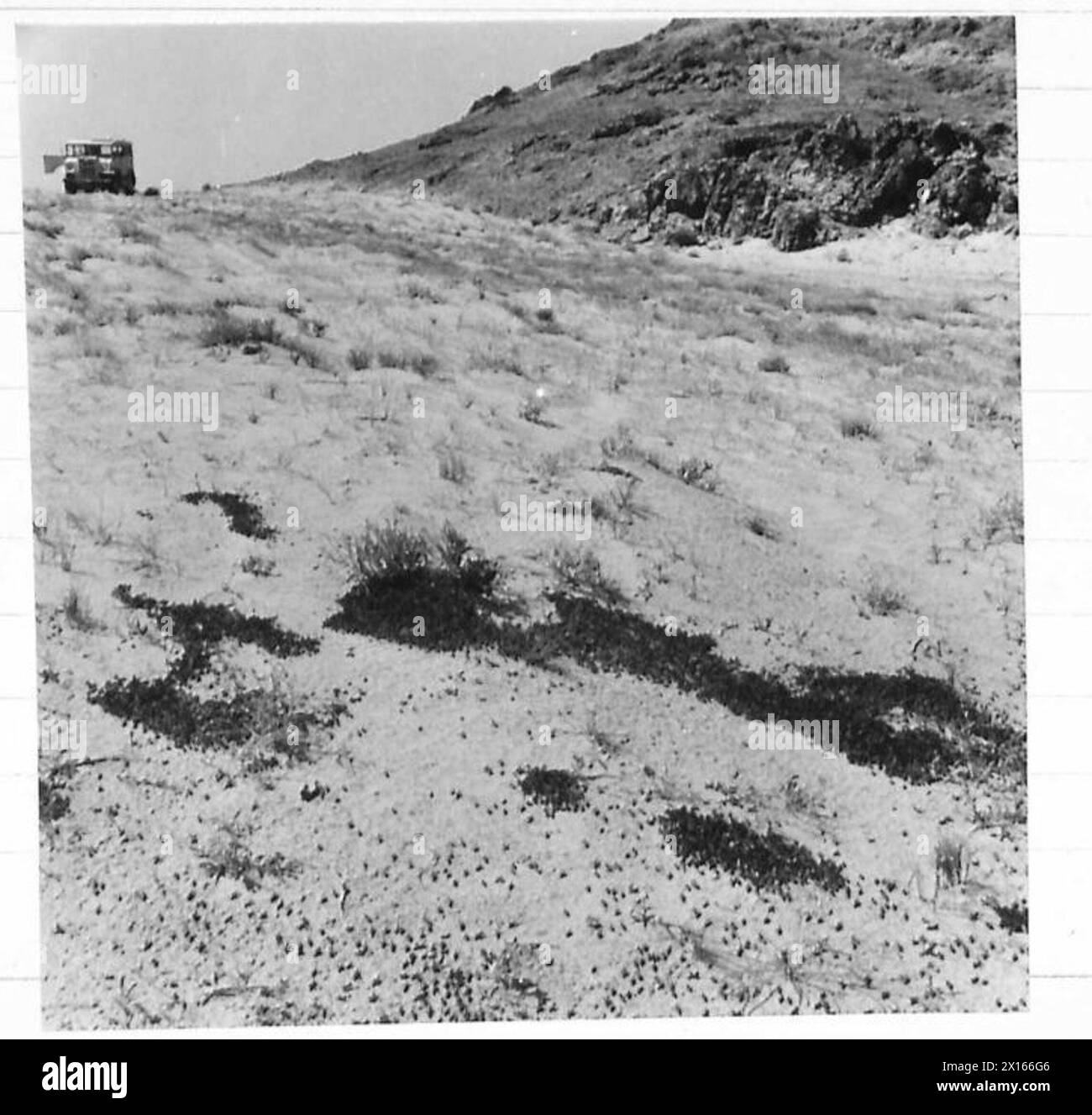 Ein Foto mit frisch geschlüpften Heuschreckennymphen, bekannt als „Hopper“, die sich auf dem Boden ansammeln. Dieses Bild ist Teil einer Serie, die eine Anti-Heuschreckenkampagne der Alliierten während des Zweiten Weltkriegs dokumentiert Stockfoto