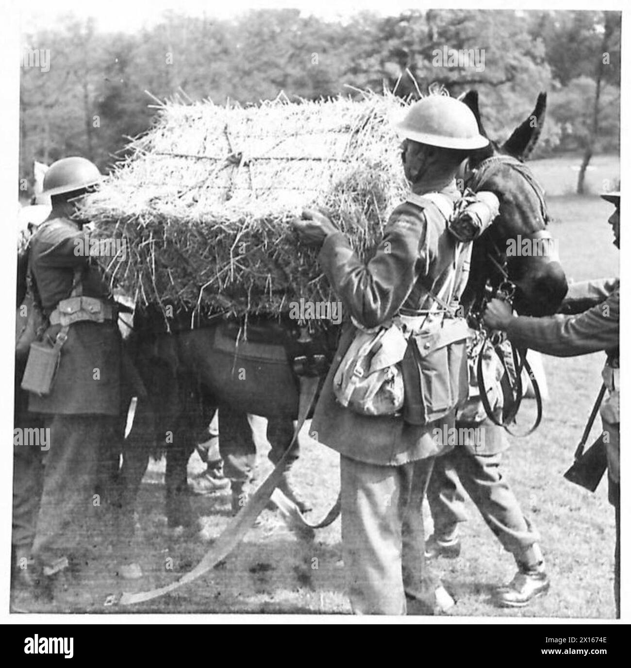 Maultiere werden vom Royal Indian Army Service Corps geladen, was die Tiertransporte innerhalb der britischen Armee veranschaulicht. Stockfoto