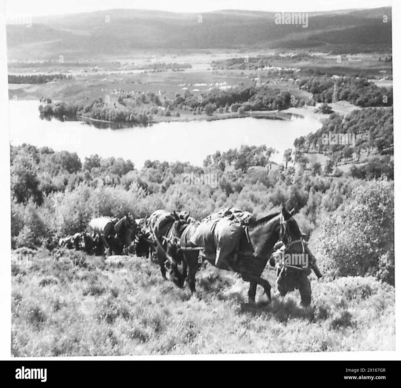 Packpferde des Royal Indian Army Service Corps beginnen in Schottland einen Bergsteig und transportieren Vorräte für Operationen der britischen Armee. Stockfoto