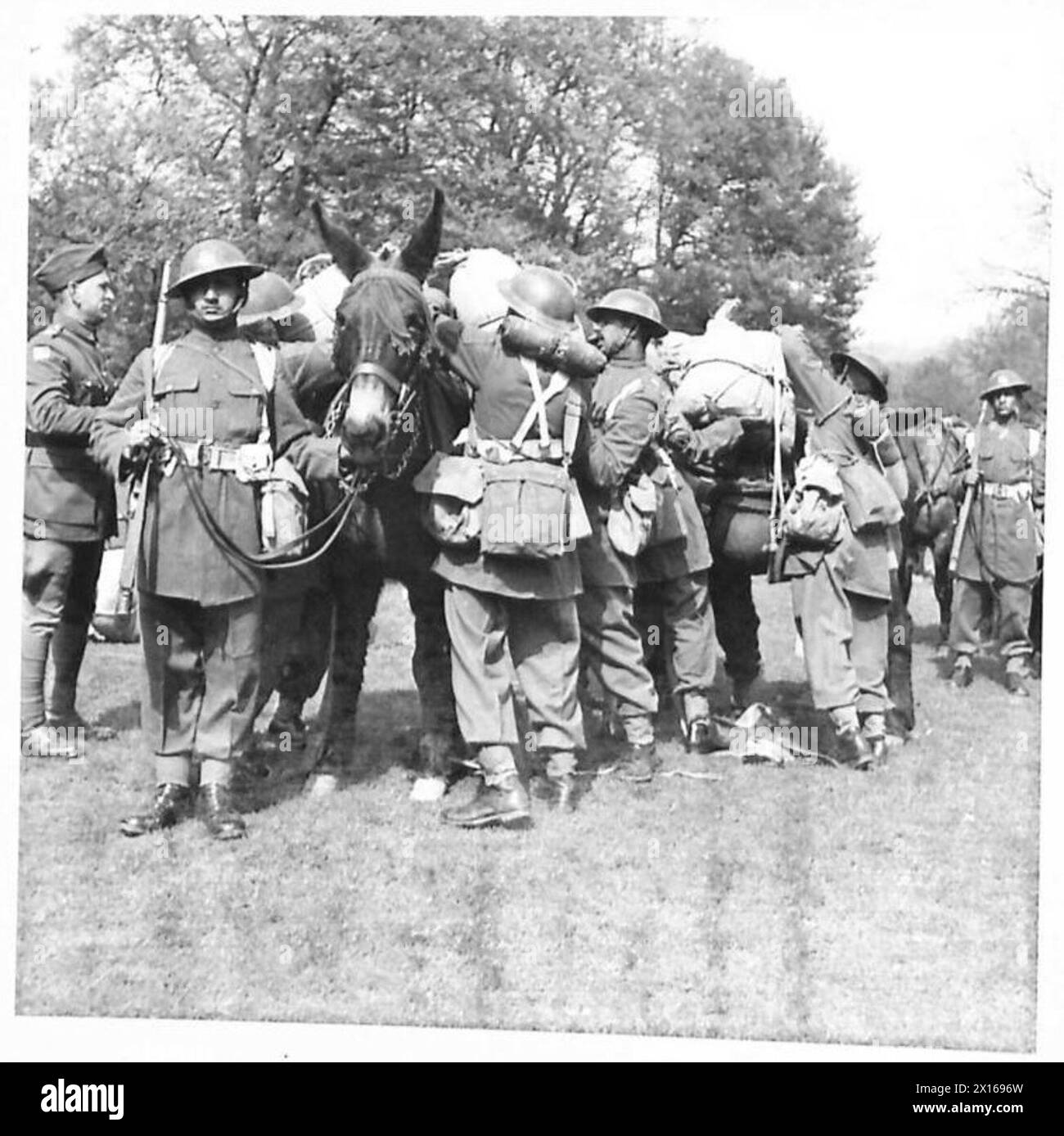 Maultiere werden im Rahmen der logistischen Operationen des Royal Indian Army Service Corps innerhalb der Feldeinsätze der British Army geladen. Stockfoto