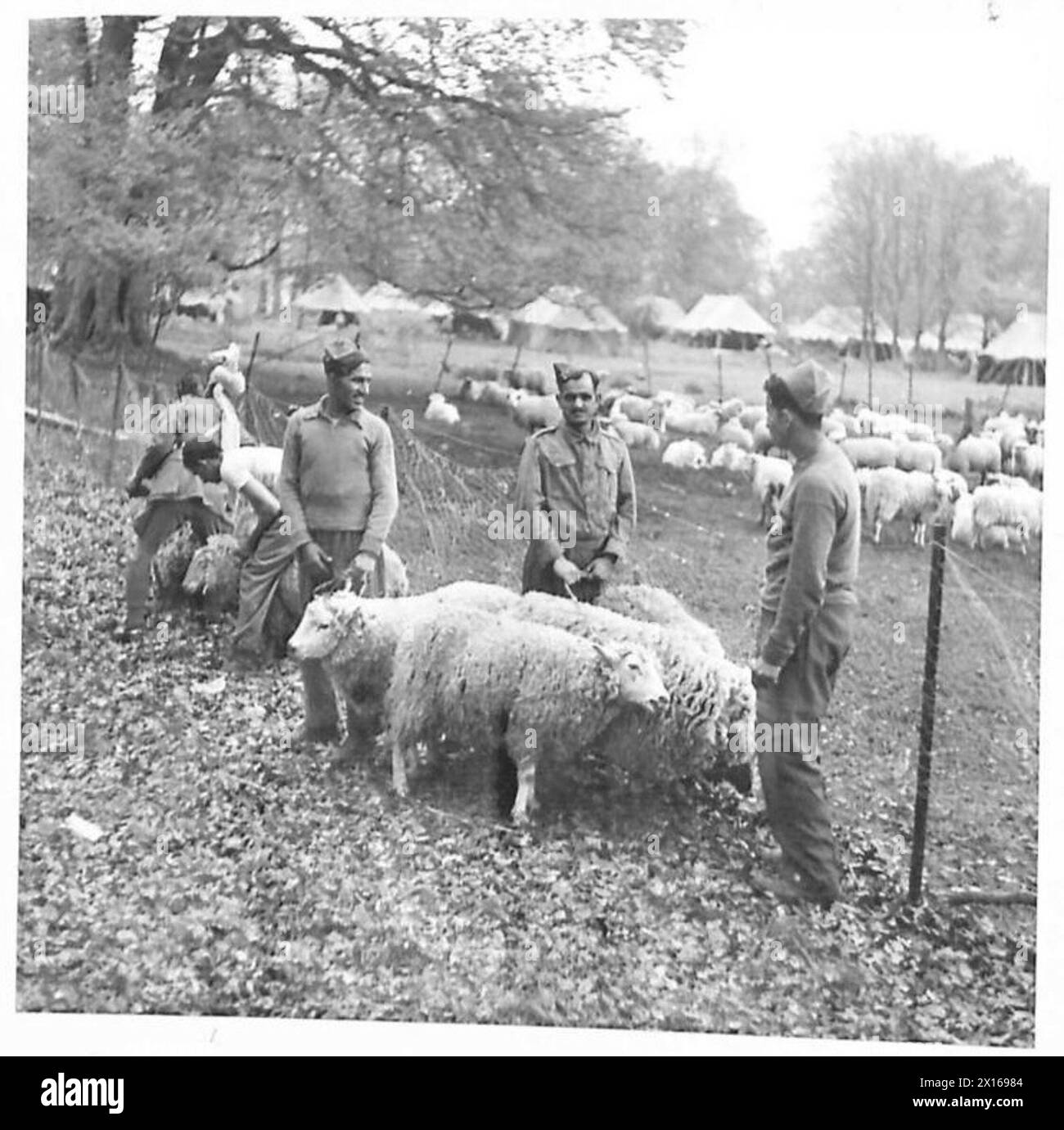 Schafe werden unter Aufsicht des Royal Indian Army Service Corps verarbeitet. Stockfoto