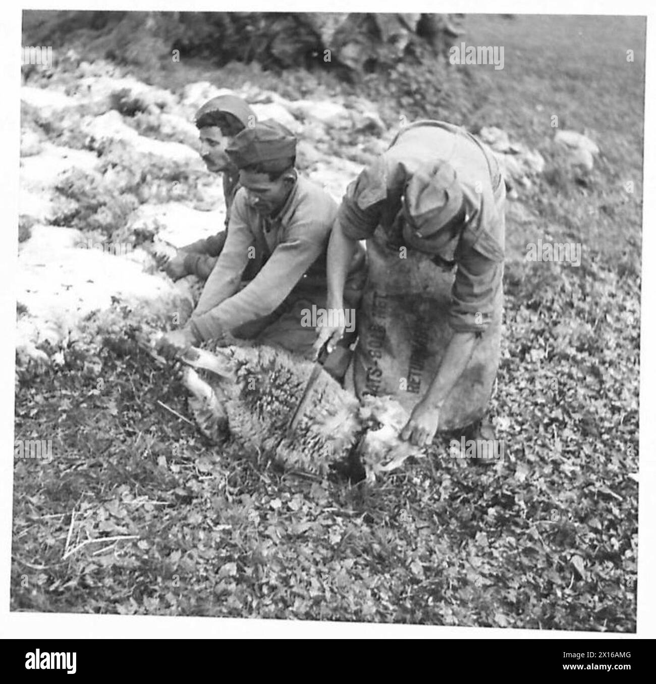 Mitglieder des Royal Indian Army Service Corps führen Viehverarbeitungsarbeiten durch, einschließlich des Tötens von Schafen für Armeevorräte. Stockfoto