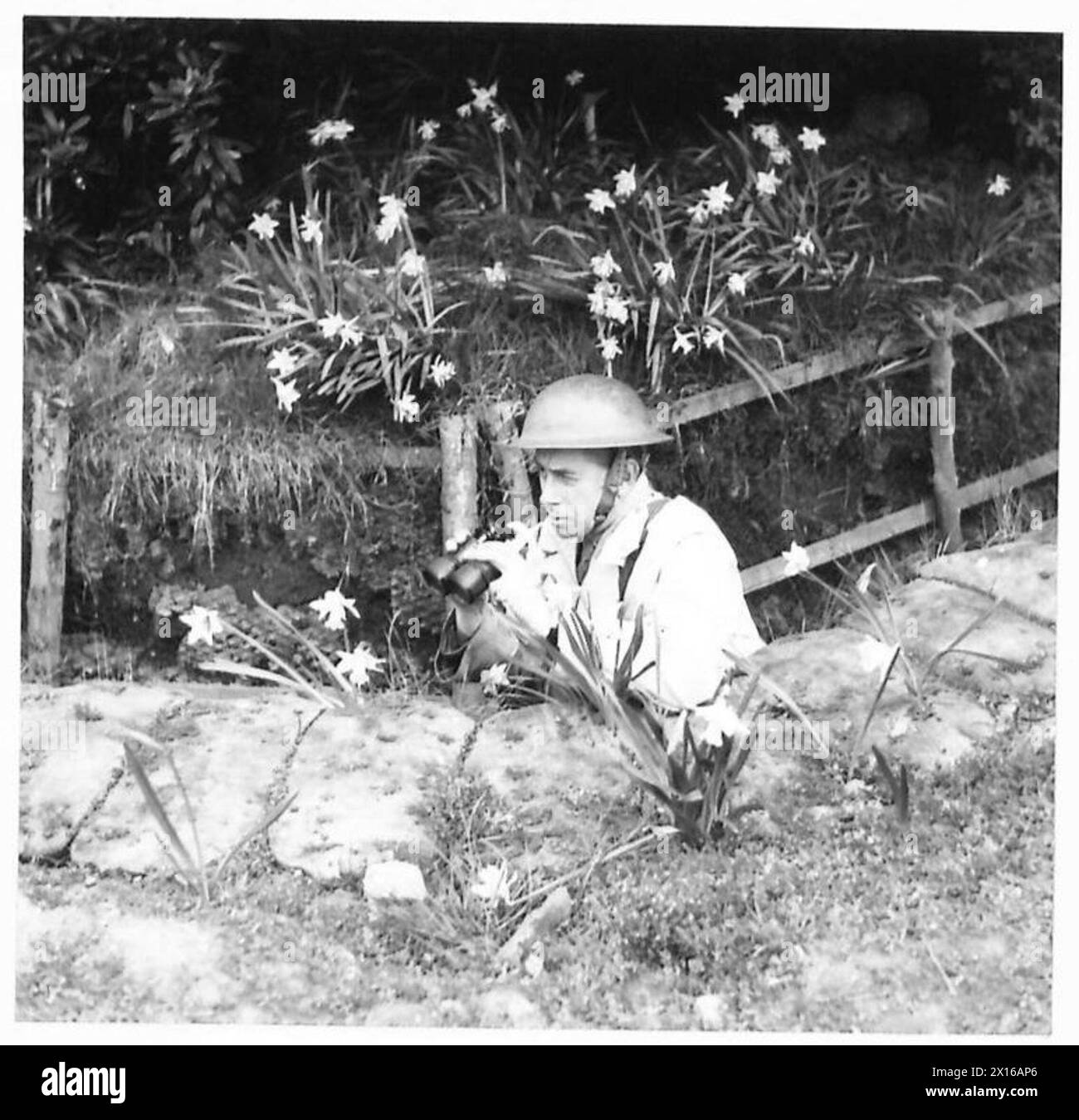 Eine schottische Einheit pflanzt Narzissen in Sandsäcken, einige wachsen direkt aus den Sandsäcken, als Teil einer Tarntechnik. Stockfoto