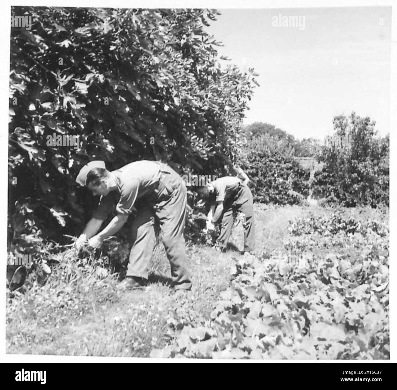 Soldaten der britischen Armee kultivieren einen Feigenbaum als Teil ihrer Gartenarbeit Stockfoto
