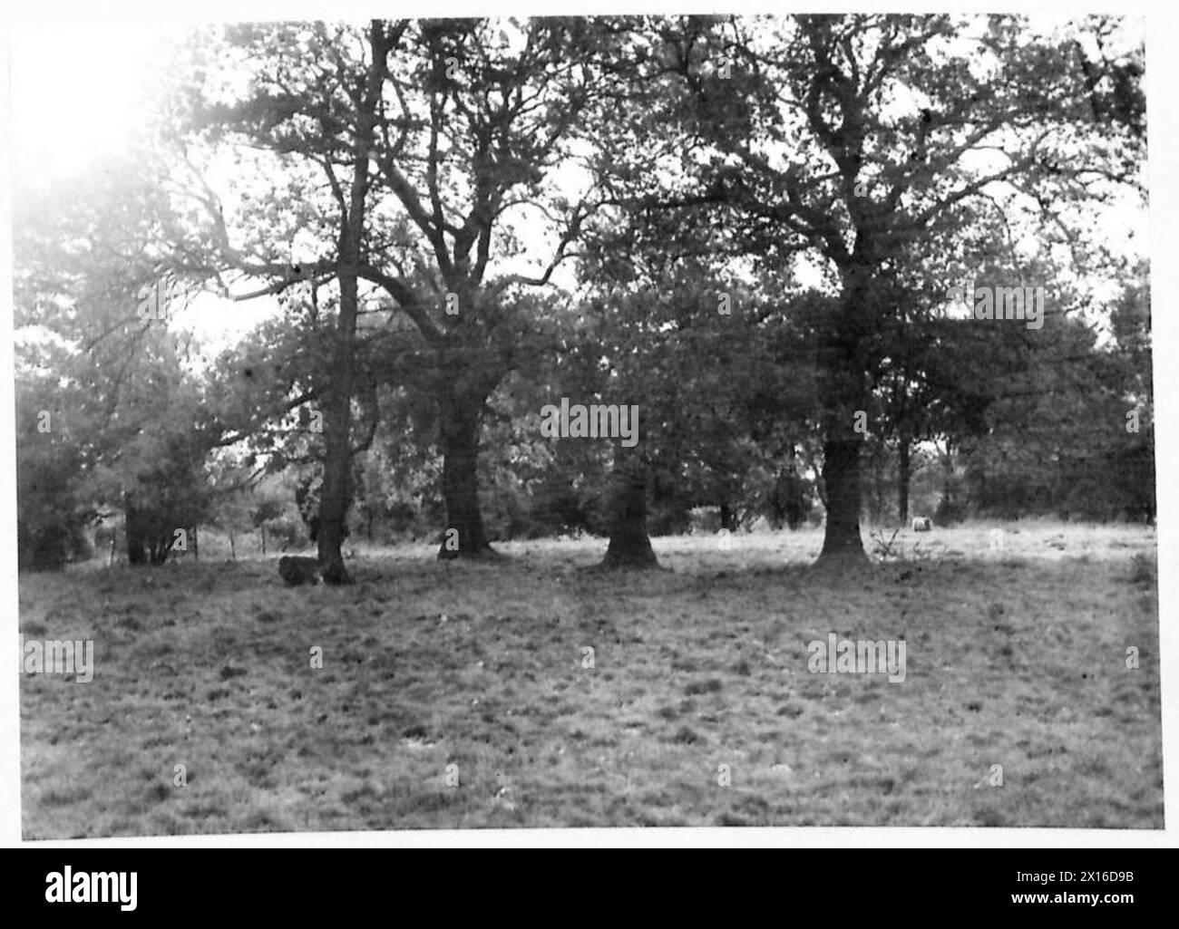 Ein Soldat der britischen Armee verwendet Baumtarnen, um sich während des militärischen Trainings in bewaldetes Gelände einzufügen. Stockfoto