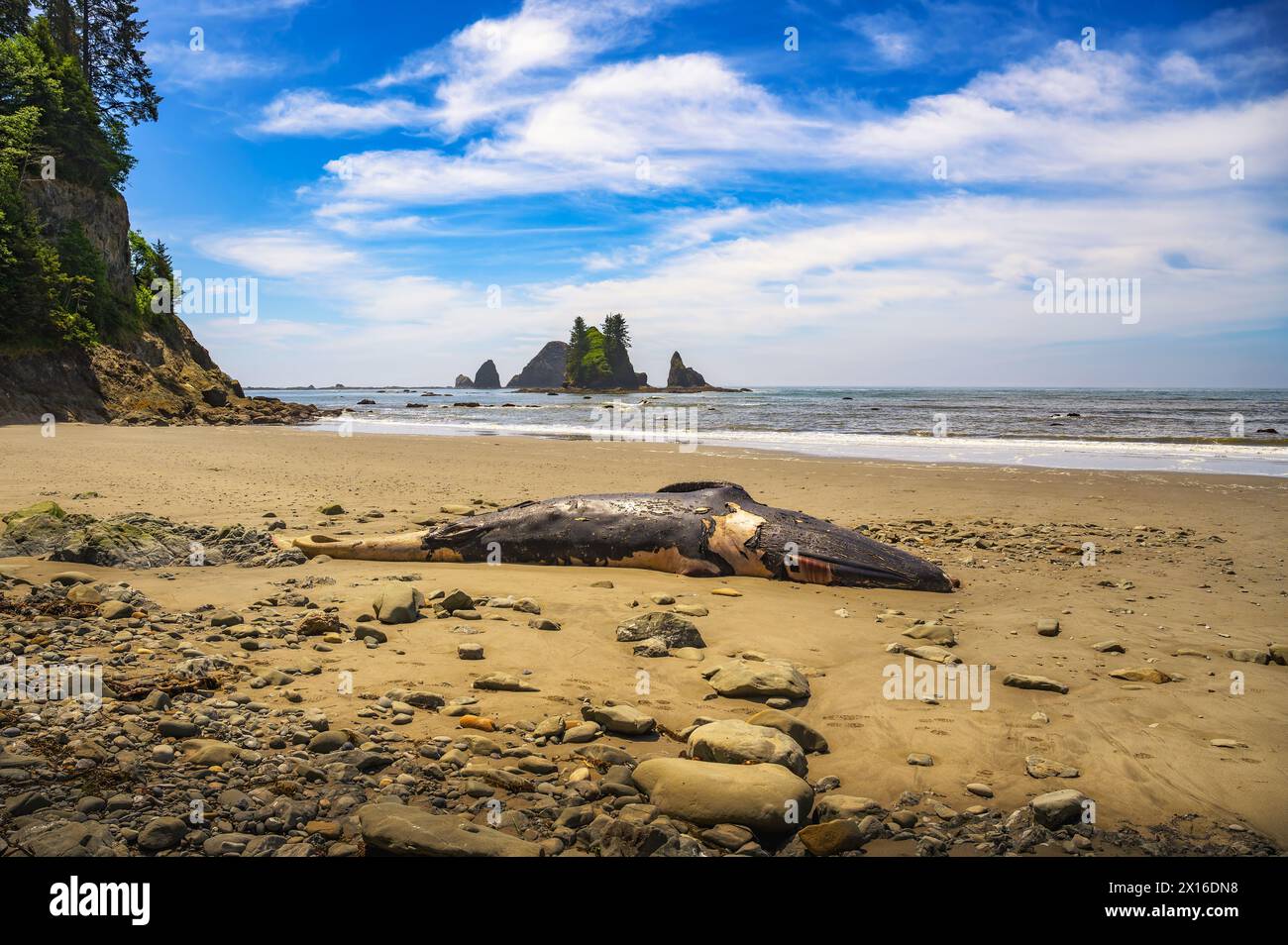 Wal-Kadaver am Strand von La Push Third Beach, Washington State Stockfoto