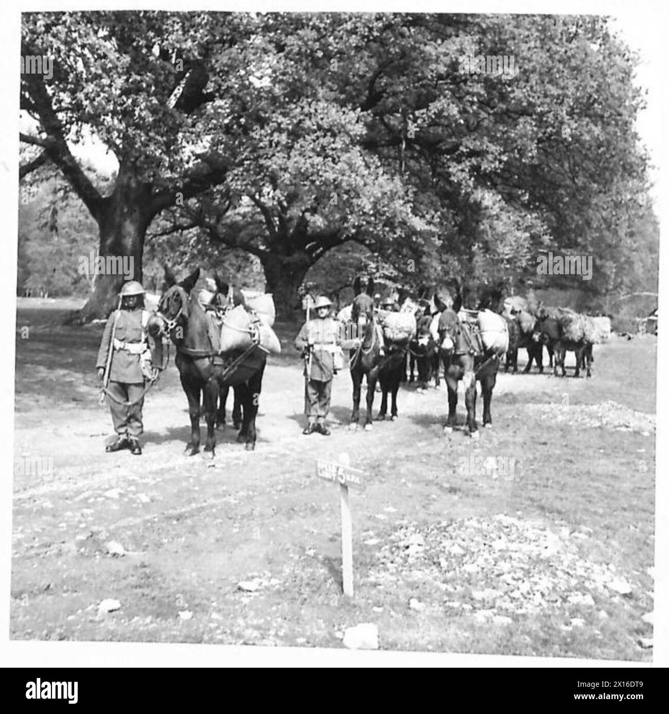 Mit Vorräten beladene Maultiere sind bereit, mit dem Royal Indian Army Service Corps unter der Operation der British Army fortzuziehen. Stockfoto