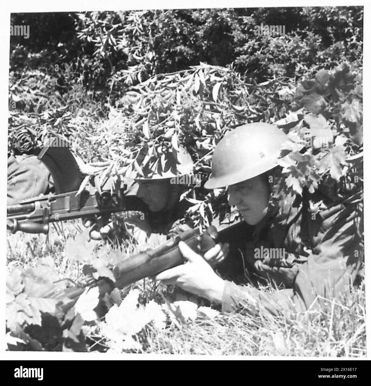 BELGISCHE TRUPPEN IM TRAINING IN WALES - Brun Gun Crews im Unterholz am Rande einer hölzernen britischen Armee Stockfoto