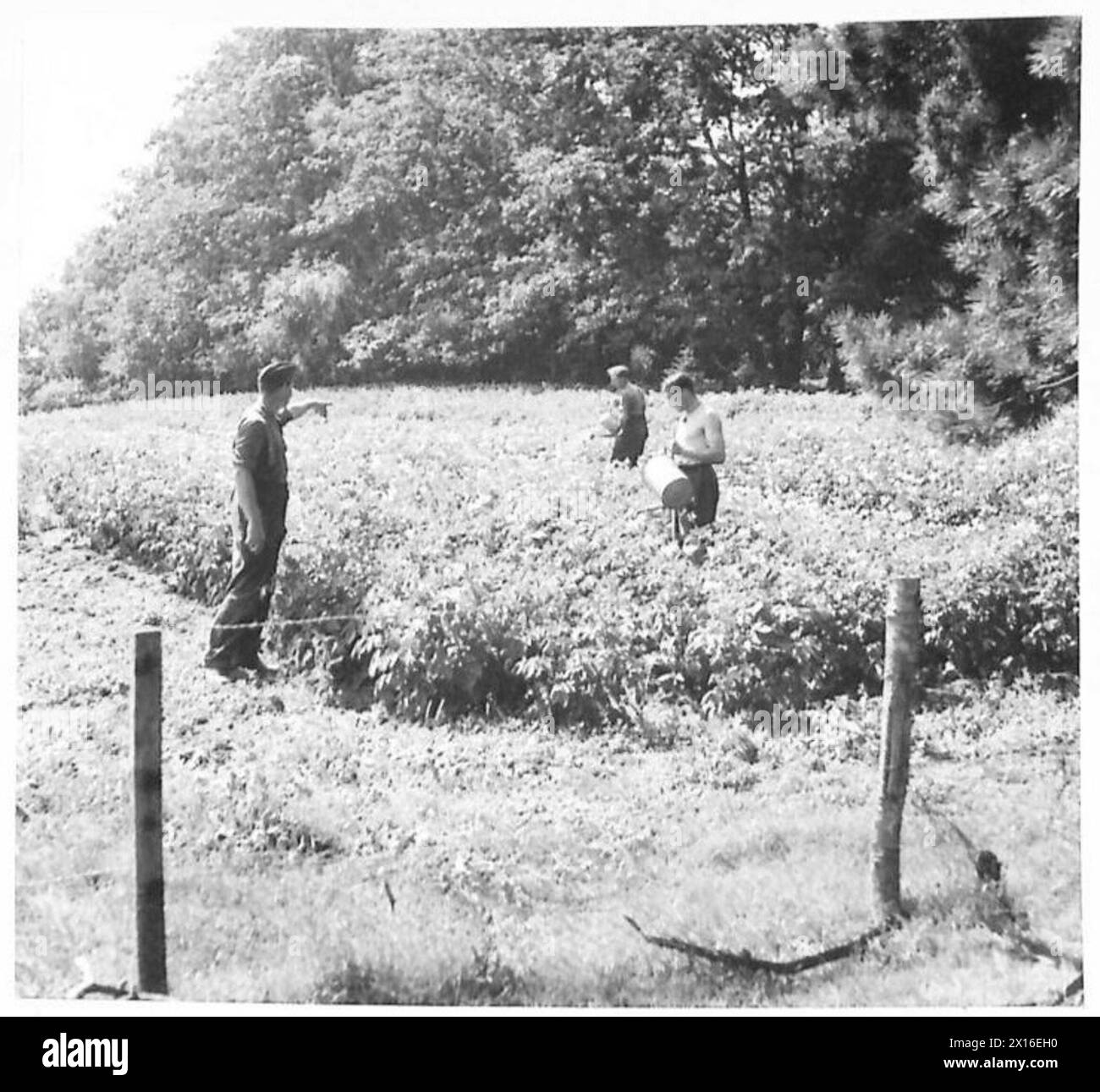 SOLDIER GÄRTNER - Sprühen Sie Kartoffeln mit Gießkanne und Rose. Dieses Stück Boden war früher die verwüstete britische Armee Stockfoto