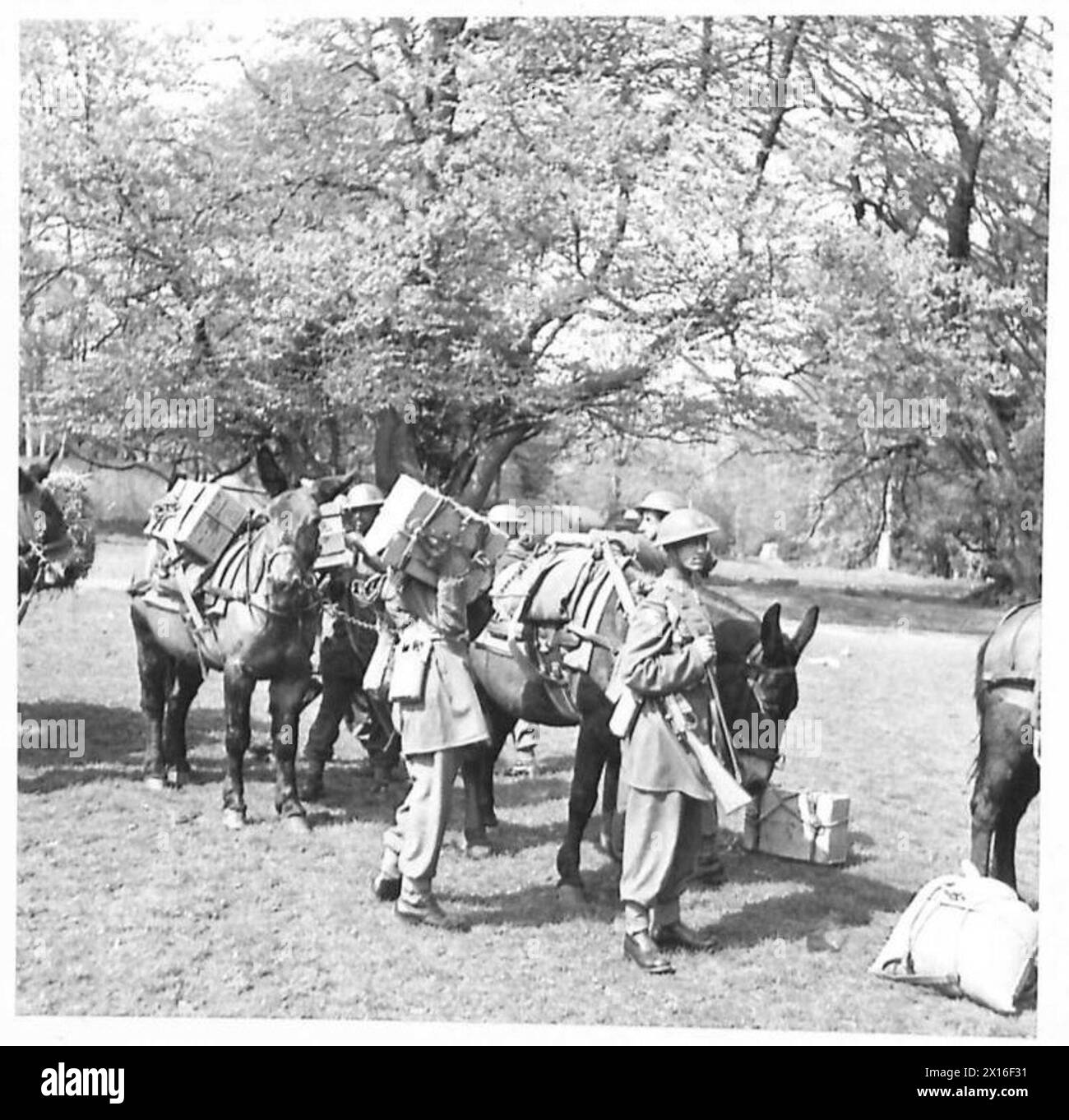 Das Personal des Royal Indian Army Service Corps entlädt Maultiere im Rahmen logistischer Operationen. Stockfoto