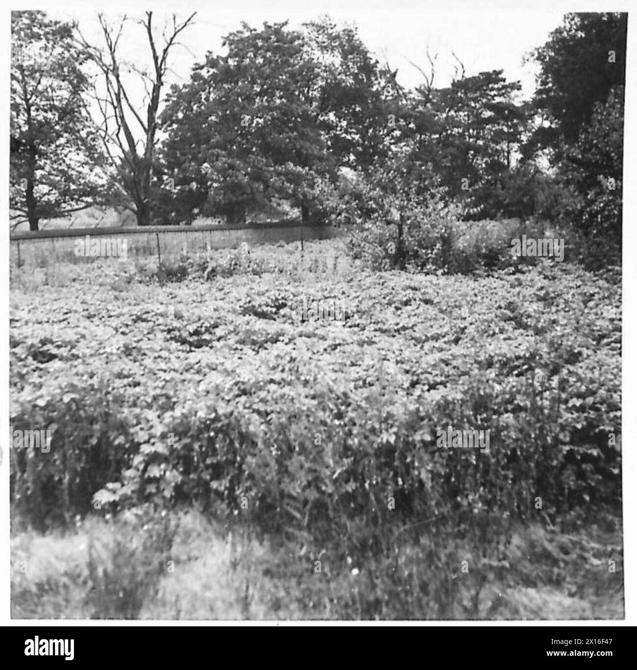 Britische Armee bewirtschaftet zurückgewonnenes Land für die Nahrungsmittelproduktion, wie im August 1942 fotografiert. Stockfoto