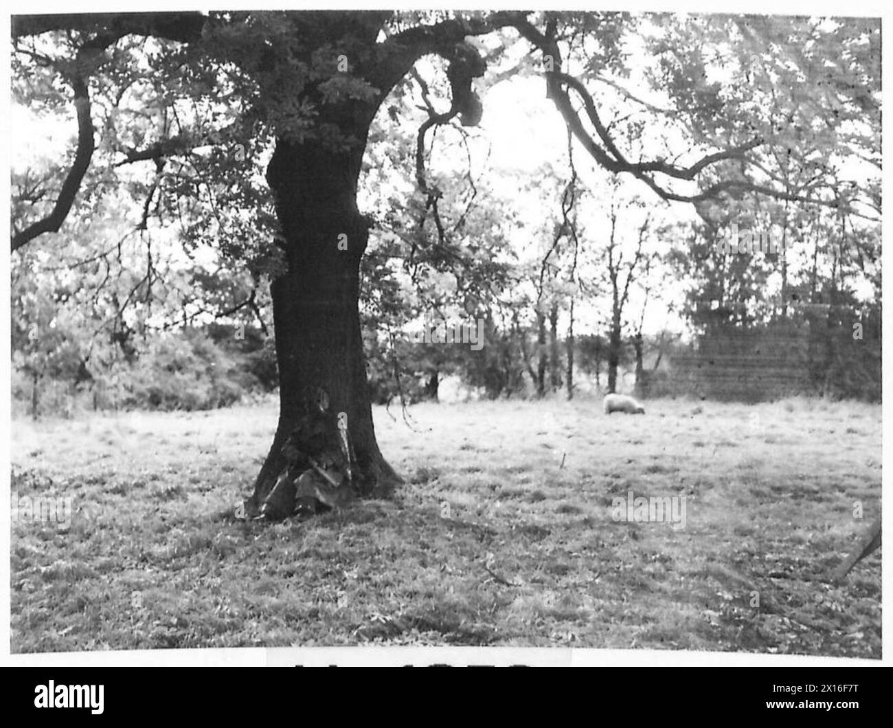 Ein Soldat tarnt sich, indem er sich in einen Baum verschmilzt und dabei die Techniken der Britischen Armee demonstriert. Stockfoto