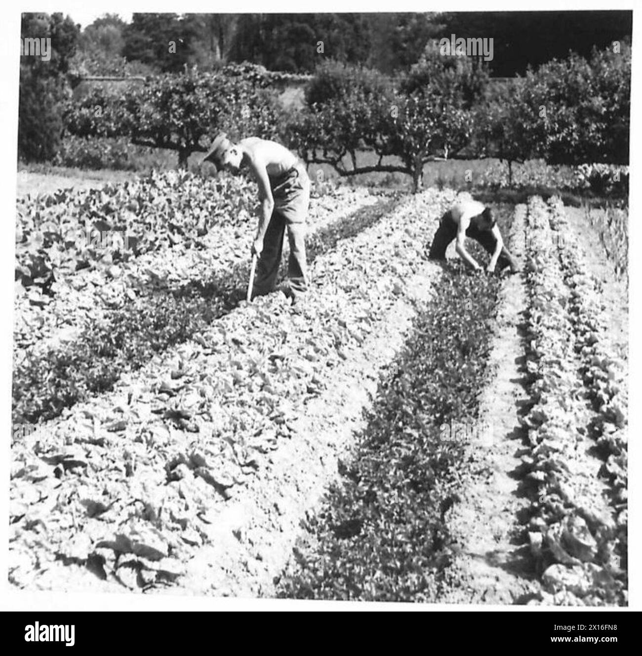 Soldaten pflegen Feldfrüchte in einer militärischen Garteninitiative, die von der britischen Armee organisiert wurde. Stockfoto