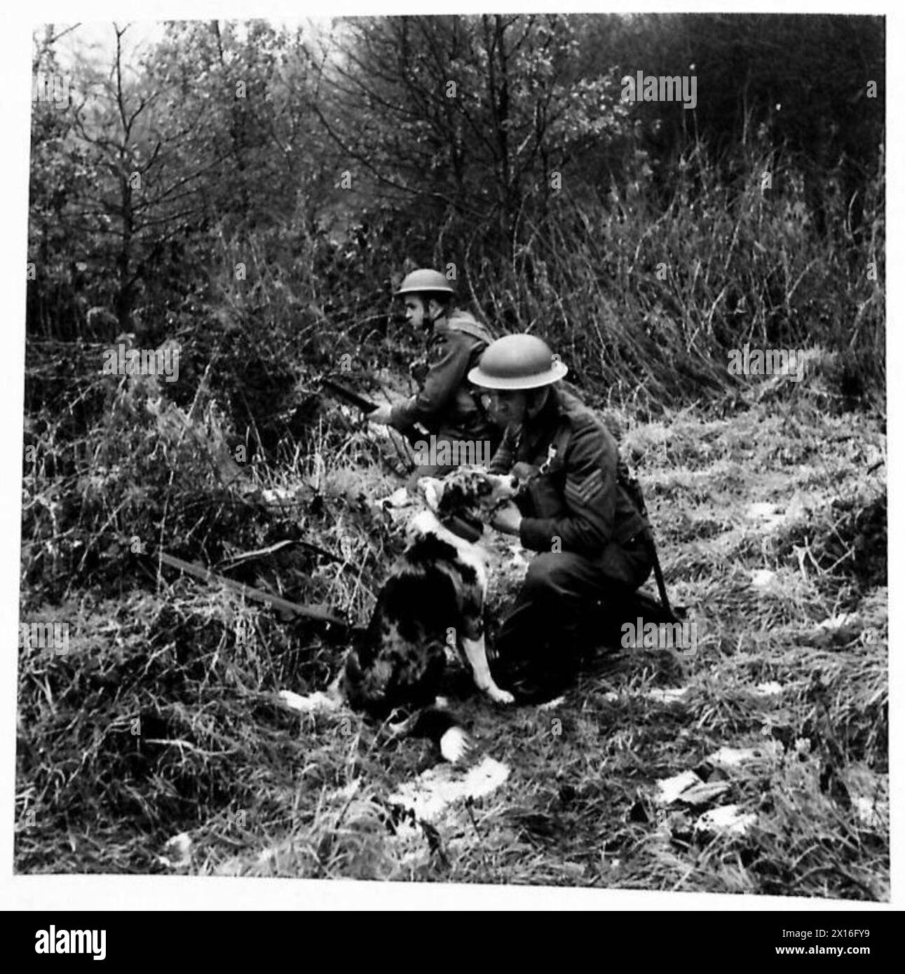 Ein Soldat ruft eine Nachricht ab, die ein ausgebildeter Militärhund während der Übungen in einer Kriegsdogschule überbringt. Stockfoto