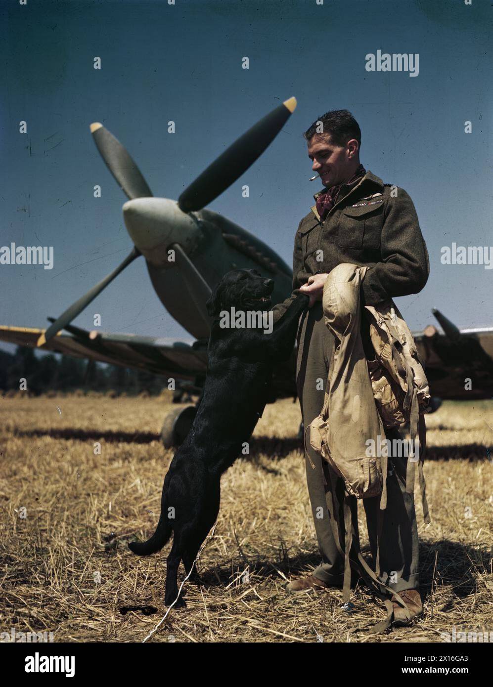 Wing Commander James E. 'Johnny' Johnson, der beste Kampfpilot der RAF in Nordwesteuropa, kommandierte den Flügel Nr. 127 der drei kanadischen Spitfire-Geschwader. Ein Foto, das am 31. Juli 1944 am Bazenville Landing Ground in der Normandie aufgenommen wurde und ihn mit seinem Labrador Sally zeigt. Stockfoto