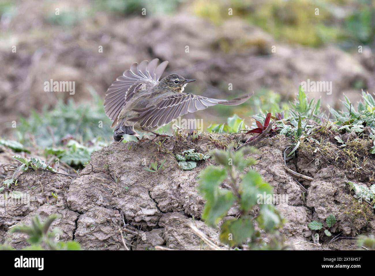 Rock Pipit besucht Mudbank nach einem Bad Stockfoto