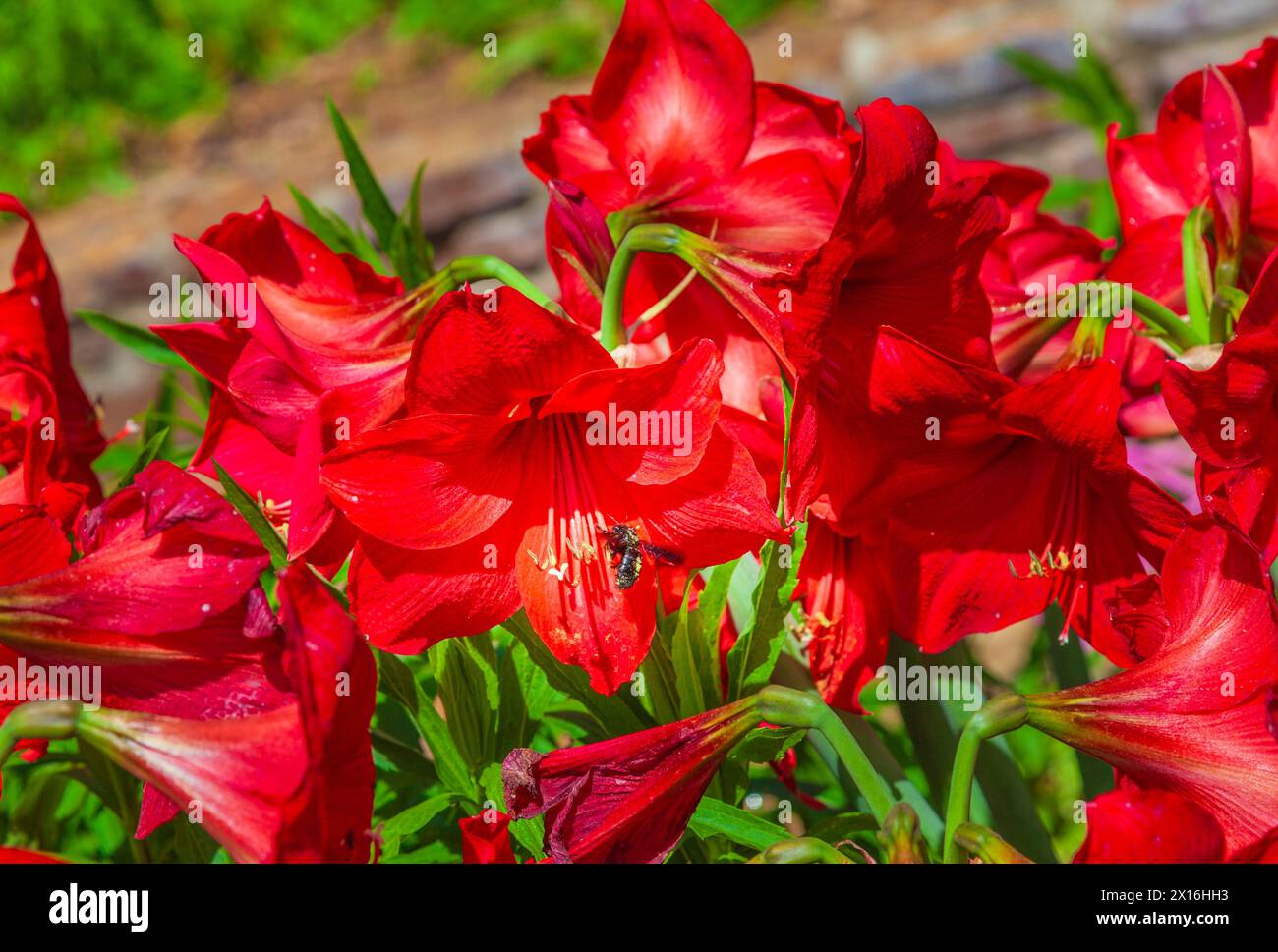 Amaryllis DONAU Hybrid in den Mercer Botanical Gardens. Stockfoto