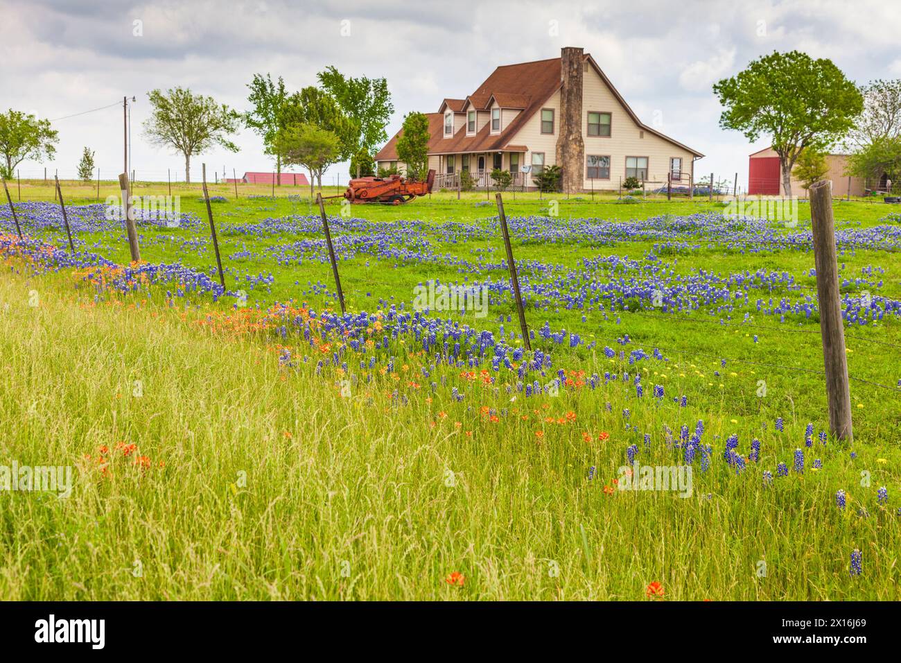 Feld der Wildblumen und Texas Bluebonnets in der Nähe von Whitehall, Texas. Stockfoto