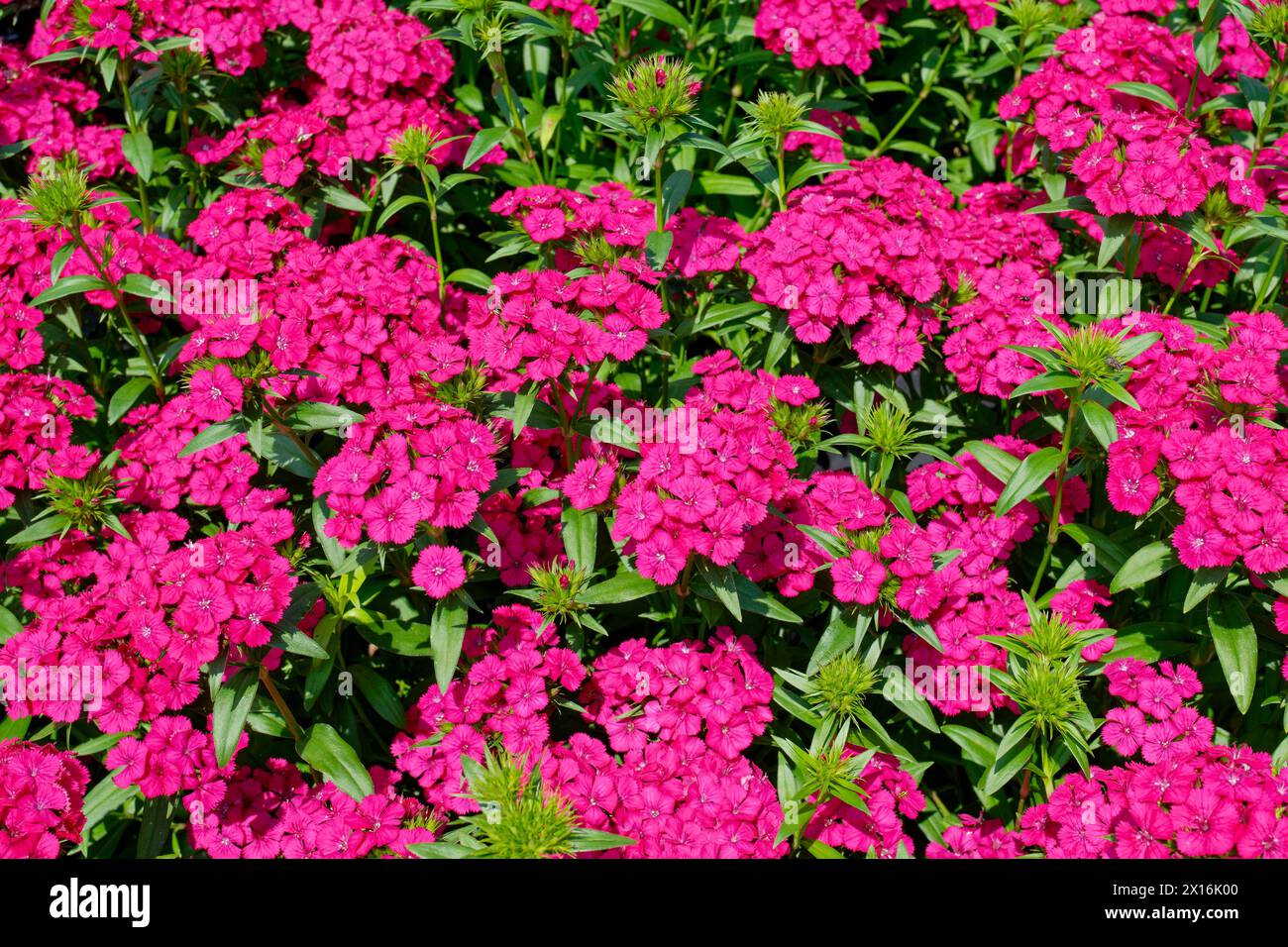 Nahaufnahme der leuchtenden, leuchtenden magentafarbenen dianthus-Blüten, die in Gruppen blühen, von denen einige noch an einem sonnigen Tag im Sommer geöffnet werden können Stockfoto