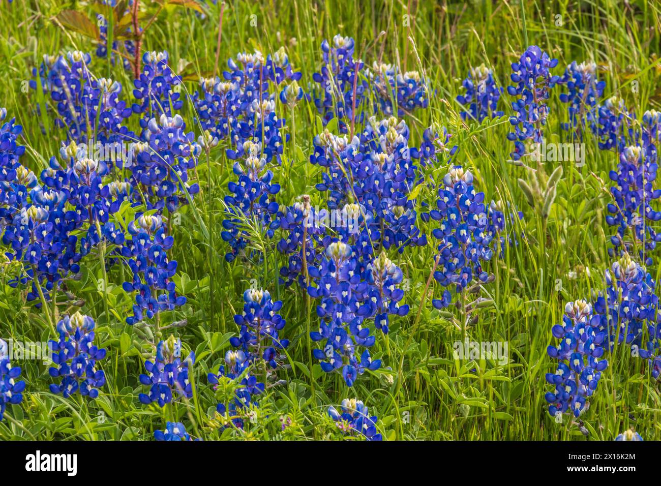 Feld der Bluebonnets in der Nähe von Brenham, Texas. Stockfoto