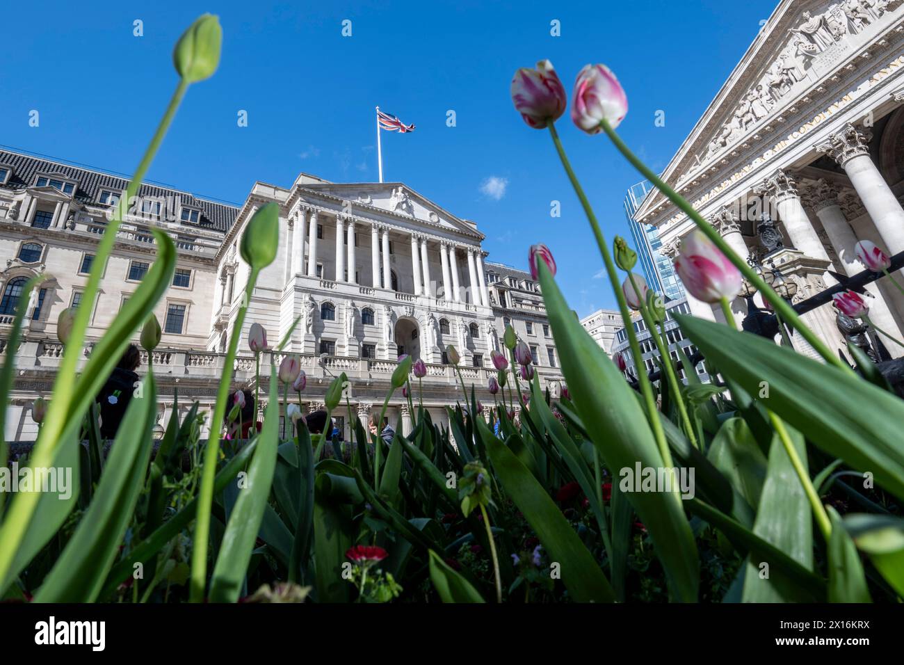 London, Großbritannien. 15. April 2024. Tulpen blühen vor der Bank of England in London. In einem Bericht von Ben Bernanke, dem ehemaligen Chef der US-Notenbank Federal Reserve, wurde kritisiert, dass die Bank of England in jüngster Zeit Inflation und Zinsentwicklung prognostiziert hat, die durch veraltete Methoden, alte Software und das Versäumnis, klar mit der Öffentlichkeit zu kommunizieren, untergraben wurden. Quelle: Stephen Chung / Alamy Live News Stockfoto