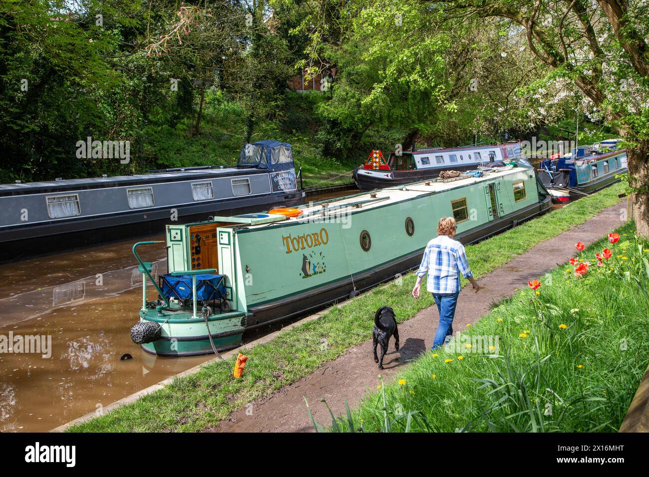 Ein Mann, der mit einem Hund unterwegs war, passierte Schmalboote am Kanal entlang des Schleppweges des Shropshire union Kanals, der durch das Dorf Audlem Cheshire führt Stockfoto