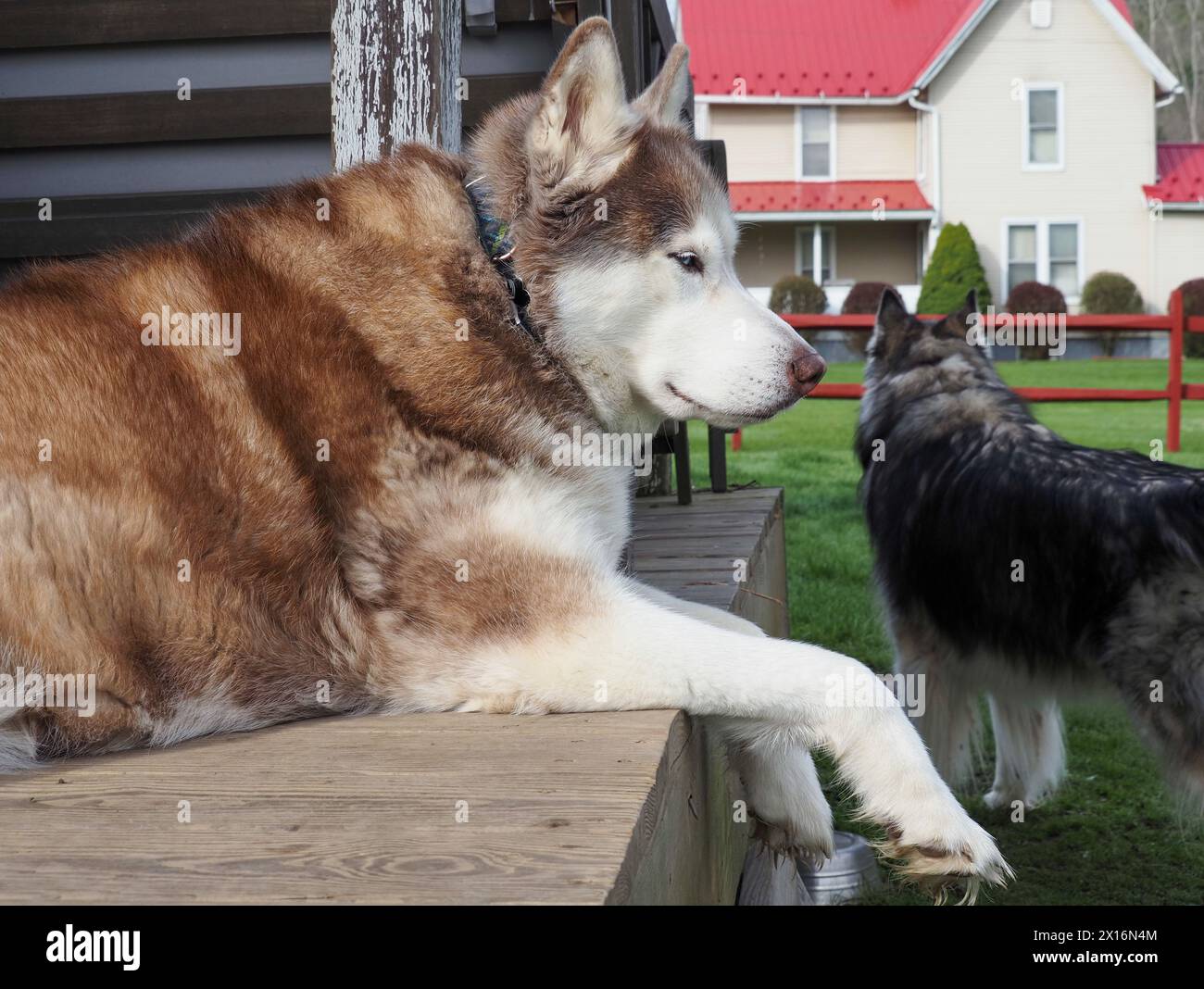 Zwei Husky-Hunde: Roter sibirischer Husky-Hund, der auf der Veranda ruht. Warnen Sie Sable Woolly beschichtete sibirische Husky mit Blick auf das Bauernhaus im Hintergrund. Stockfoto