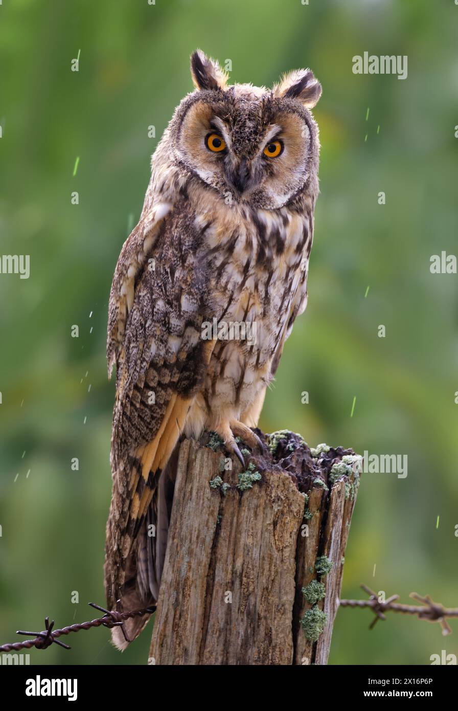 Durch sein Aussehen sieht sie wie eine kleine eurasische Uhu aus, obwohl sie nicht klein ist. Bei streng nachtaktiven Bräuchen ist es sehr selten zu beobachten. Stockfoto