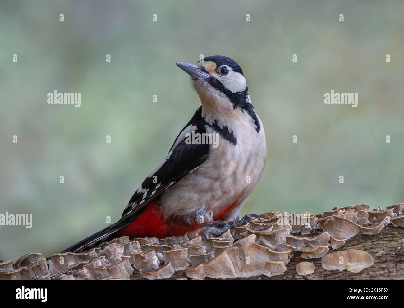 Der große Fleckenspecht verbringt viel Zeit damit, auf Bäumen zu klettern und in den kleinen Löchern im Wald nach Insekten zu suchen. Stockfoto