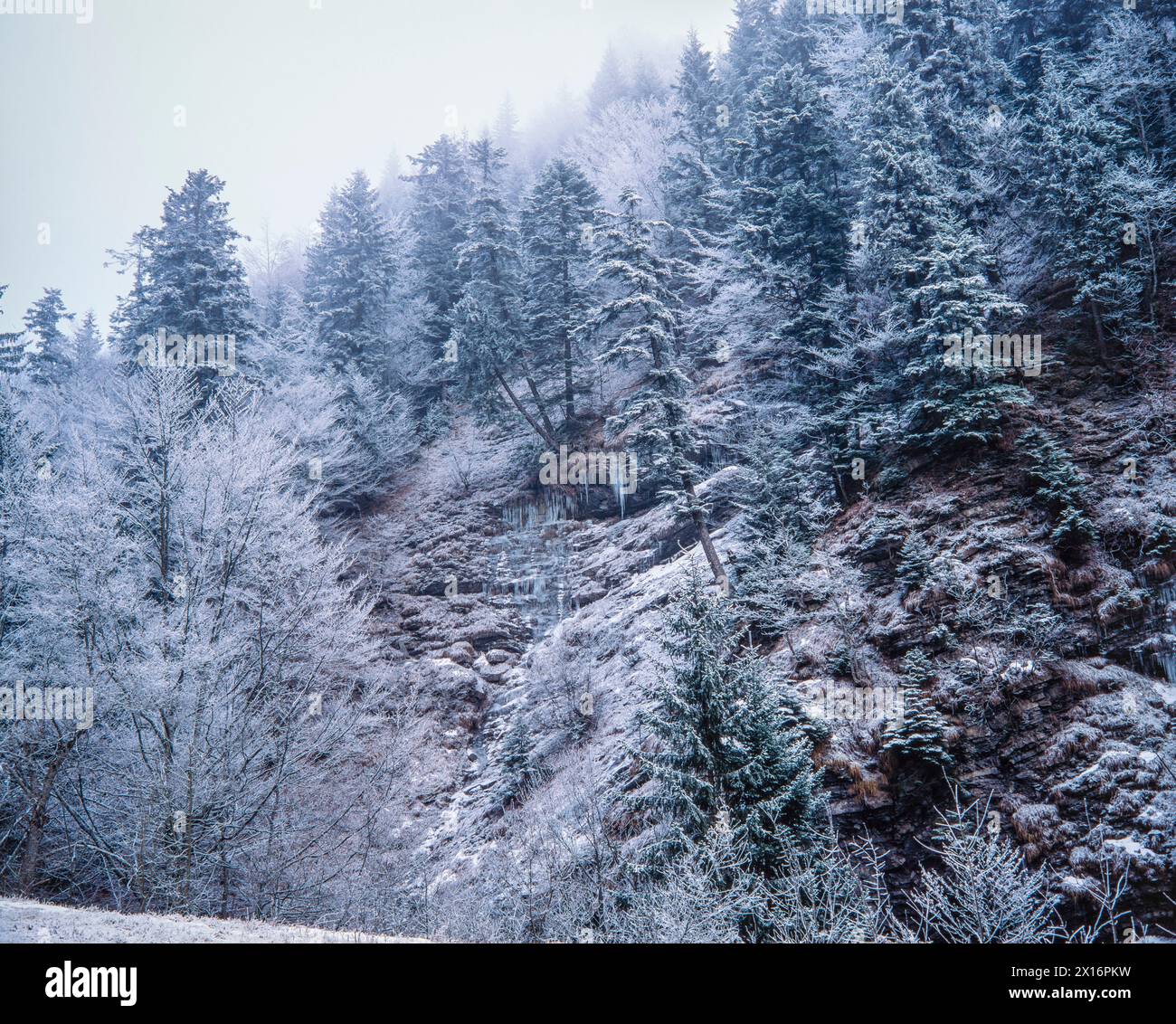 Bäume in Winterlandschaft Stockfoto