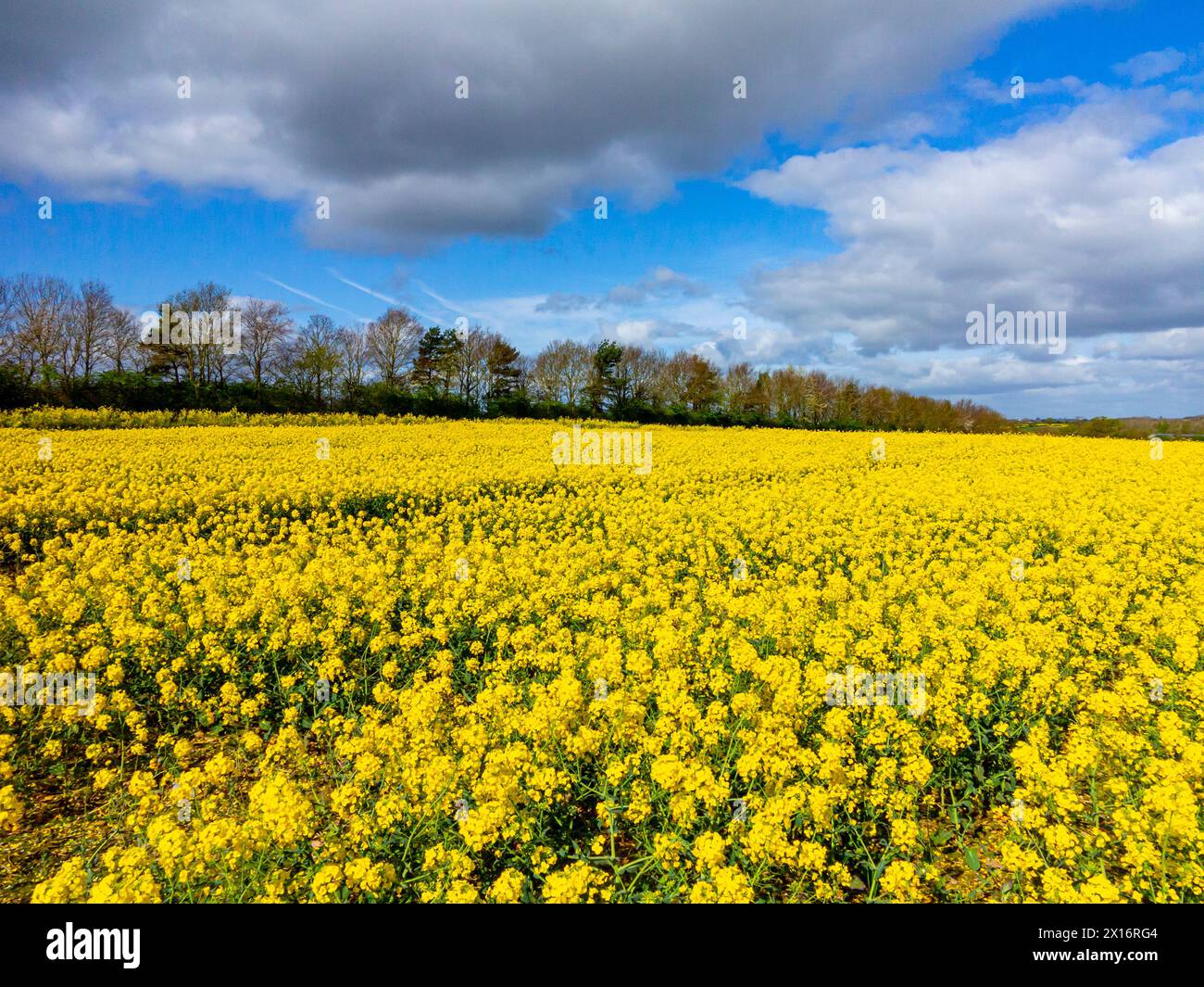 Ölraps wächst im Frühjahr auf einem Feld in der Nähe von Frodesley in Shropshire England Großbritannien mit Bäumen im Hintergrund, blauem Himmel und weißen Wolken darüber. Stockfoto