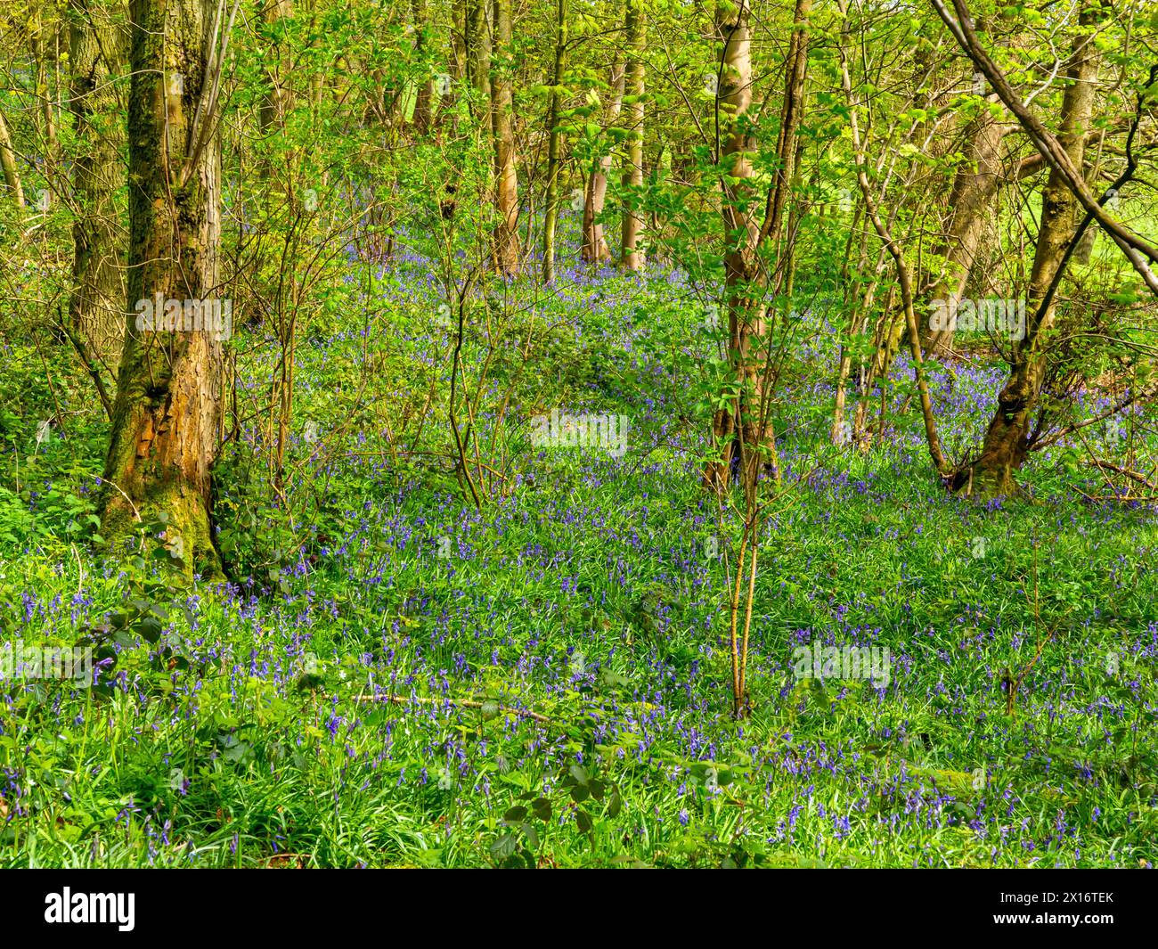 Bluebell Woods im Frühjahr an den unteren Hängen des Wrekin, einem Hügel in der Shropshire Hills Area of Outstanding Natural Beauty, Shropshire, England, Großbritannien. Stockfoto