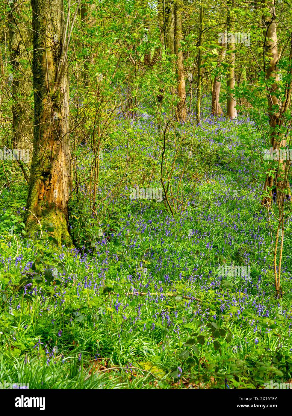 Bluebell Woods im Frühjahr an den unteren Hängen des Wrekin, einem Hügel in der Shropshire Hills Area of Outstanding Natural Beauty, Shropshire, England, Großbritannien. Stockfoto
