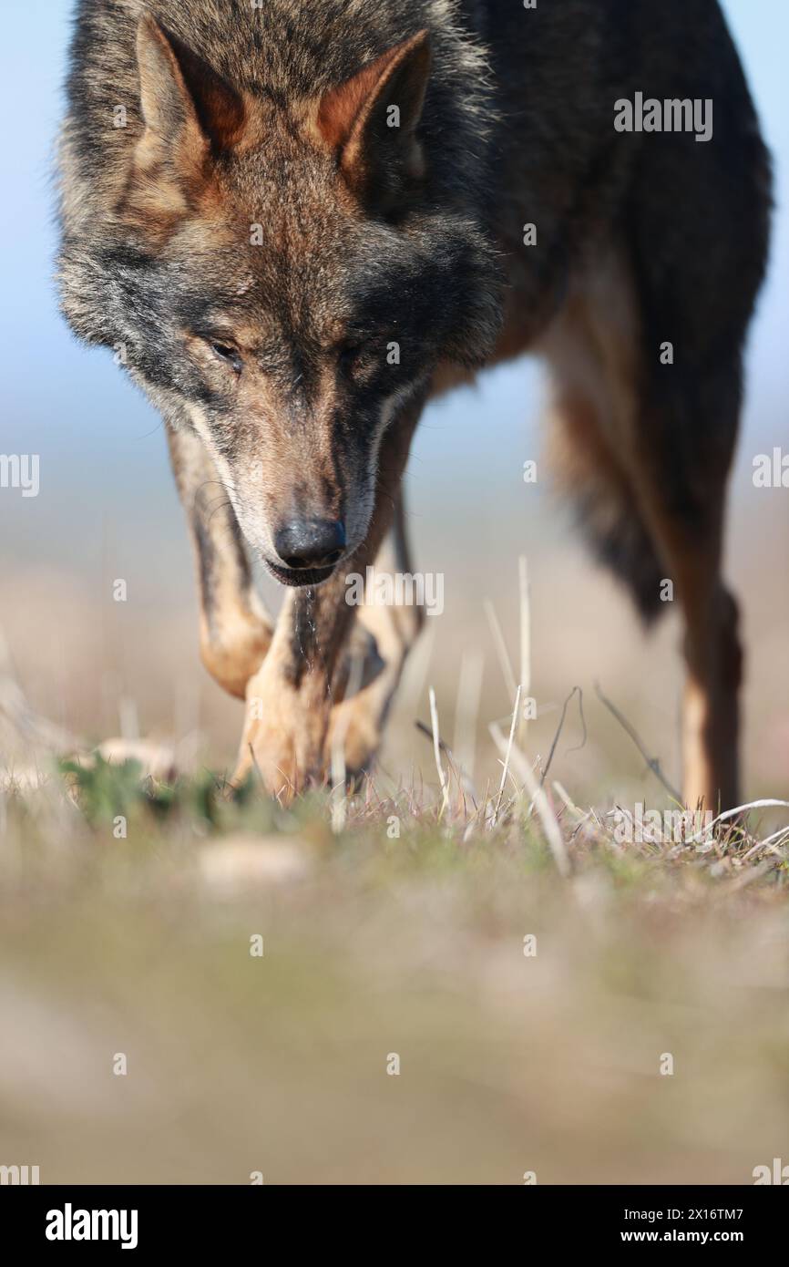Wolf (Canis Lupus signatus), Spanien Stockfoto