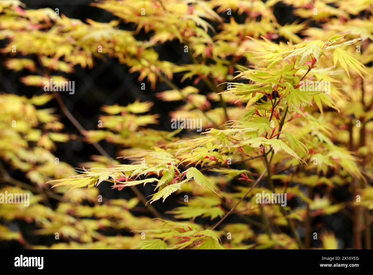 Palmenahorn Acer palmatum Sorte „Orange Dream“. Stockfoto