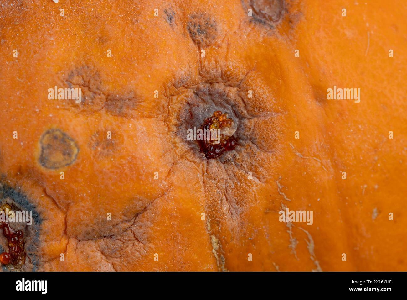 Alter verrotteter Orangenkürbis, alter verdorbener Orangenkürbis Stockfoto