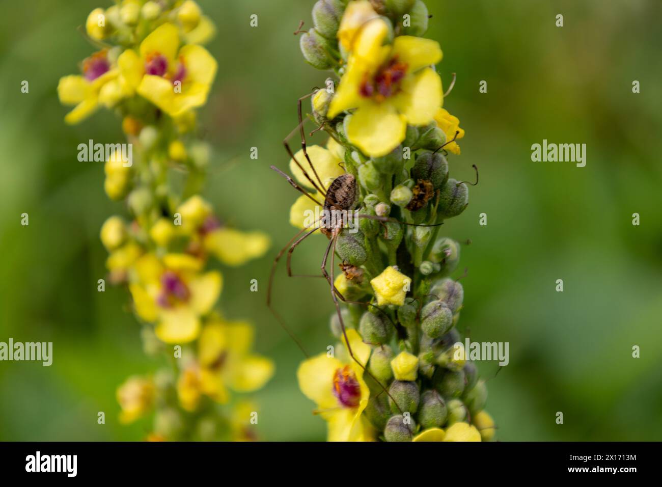 Spinne auf einer Blume eines gelben Maulein (Verbena vulgaris) Stockfoto