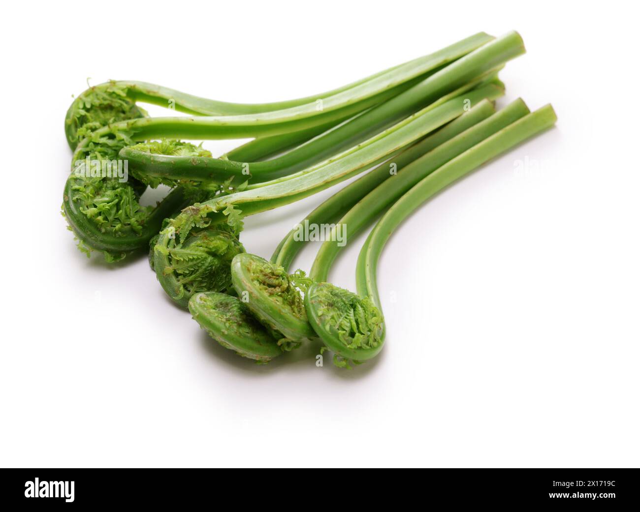 fiddlehead (Straußenfarn), japanisches köstliches Wildgemüse isoliert auf weißem Hintergrund Stockfoto