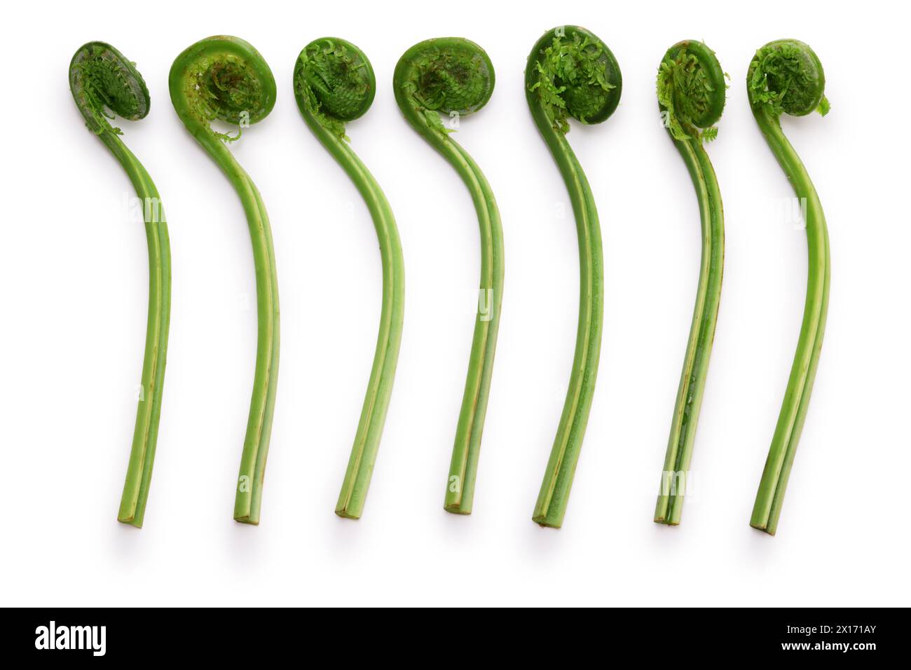 fiddlehead (Straußenfarn), japanisches köstliches Wildgemüse isoliert auf weißem Hintergrund Stockfoto