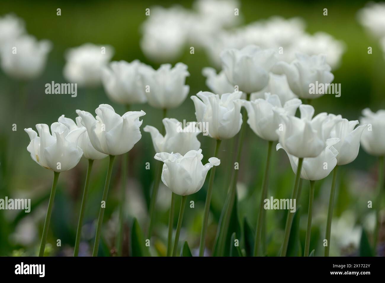 Triumph Tulpen, White Liberstar im Park, Nahaufnahme. Schöne atypische Blütenform. Isoliert auf natürlichem grünem Hintergrund. Piestany, Slowakei Stockfoto