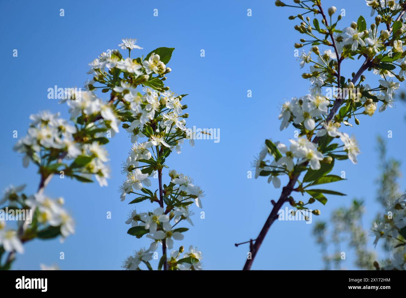 Das Insekt stoppte im Flug vor den Staubblättern einer weißen Kirschblüte vor dem Hintergrund anderer Zweige und eines blauen Himmels Stockfoto