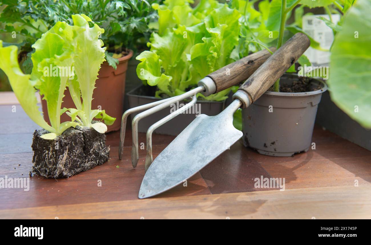 Gartenwerkzeuge ein Topf aus Gemüsekeimlingen mit Salat in Boden, bereit zum Pflanzen auf einem Holztisch - Gartenarbeit im Frühling Konzept Stockfoto