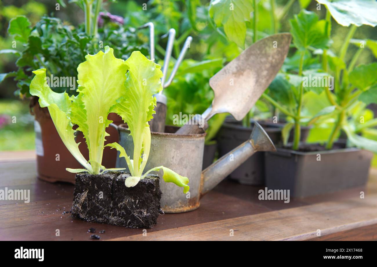 Salat in Schmutz, bereit zum Pflanzen mit Gartenwerkzeugen im Rücken und Gemüsesetzlinge im Topf auf einem Tisch im Garten im Frühling Stockfoto