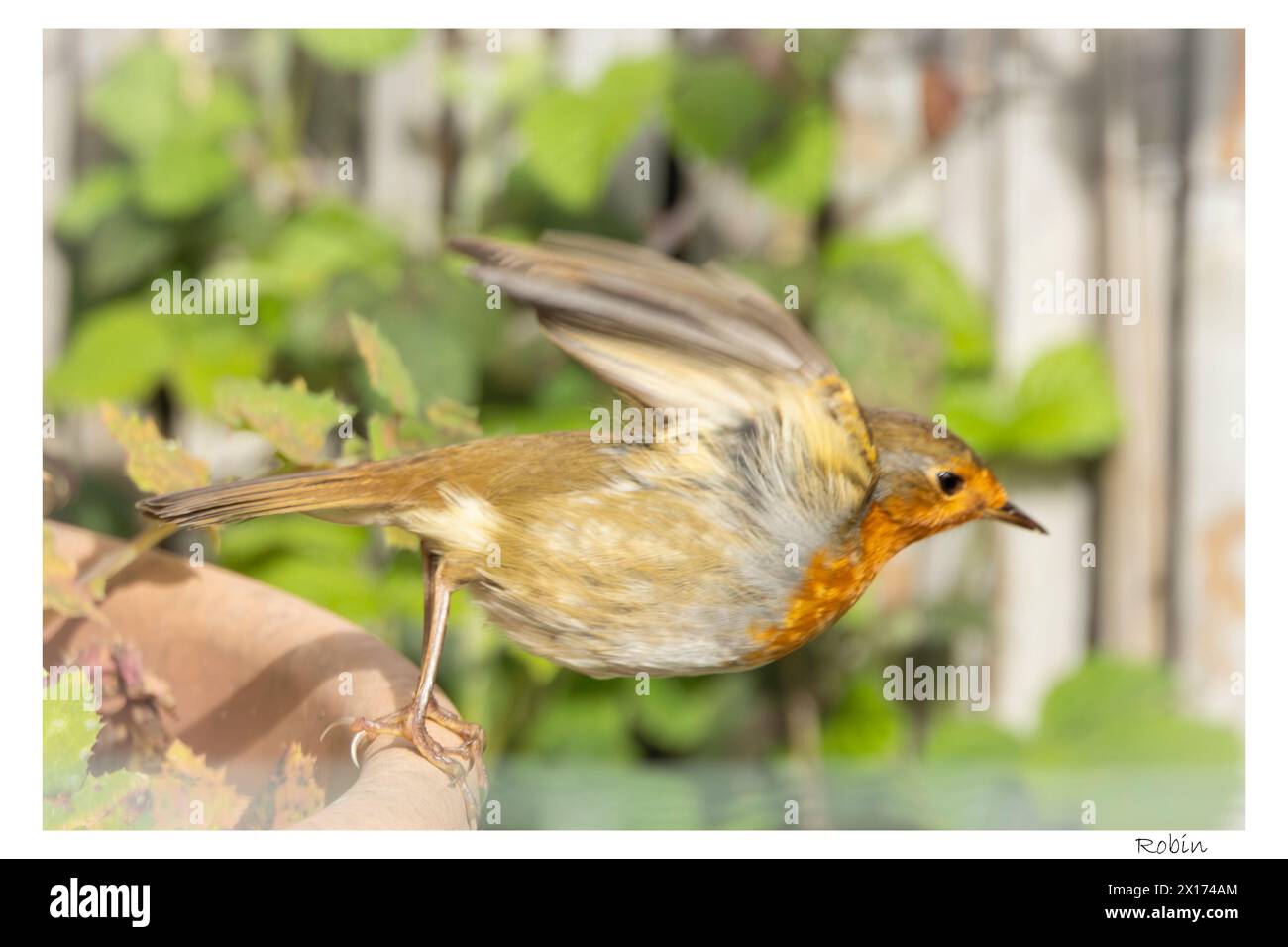 Robin, Europäischer Robin, hockt oder fliegt in einem Bedfordshire Garden UK Stockfoto