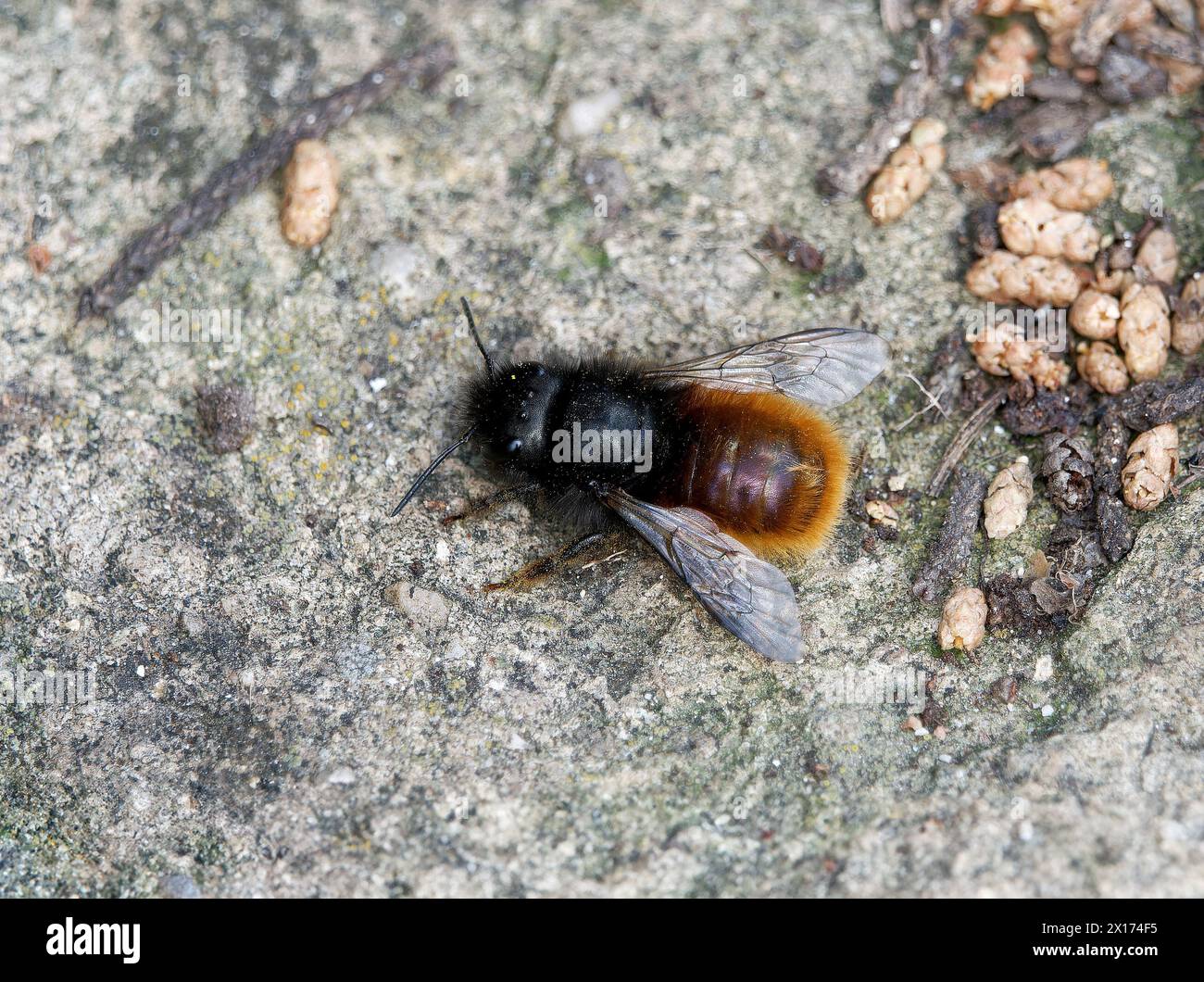 Europäische Obstbaubiene, Gehörnte Mauerbiene, osmie cornue, Osmia cornuta, szarvas faliméh, Budapest, Ungarn, Magyarország, Europa Stockfoto